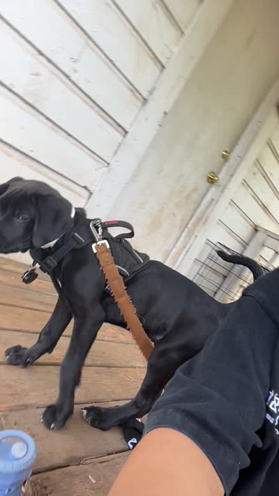 Merlin , a male Labrador Retriever for sale in Greenville, SC – 7 of 8