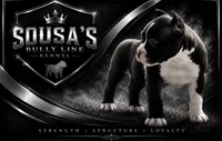 Male pup 1 , a male American Bully for sale in New Bedford, MA – 3 of 3