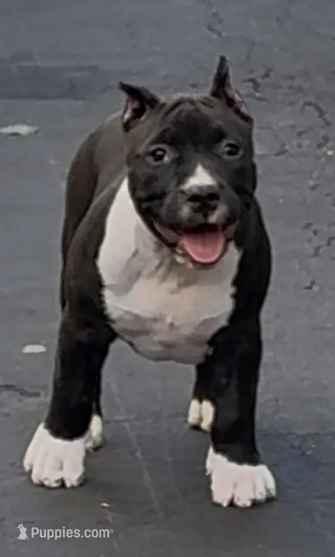 Female 1  – American Bully puppy for sale in New Bedford, MA