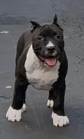 Female 1 , a female American Bully for sale in New Bedford, MA – 1 of 2