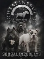 Male pup 1 , a male American Bully for sale in New Bedford, MA – 2 of 3