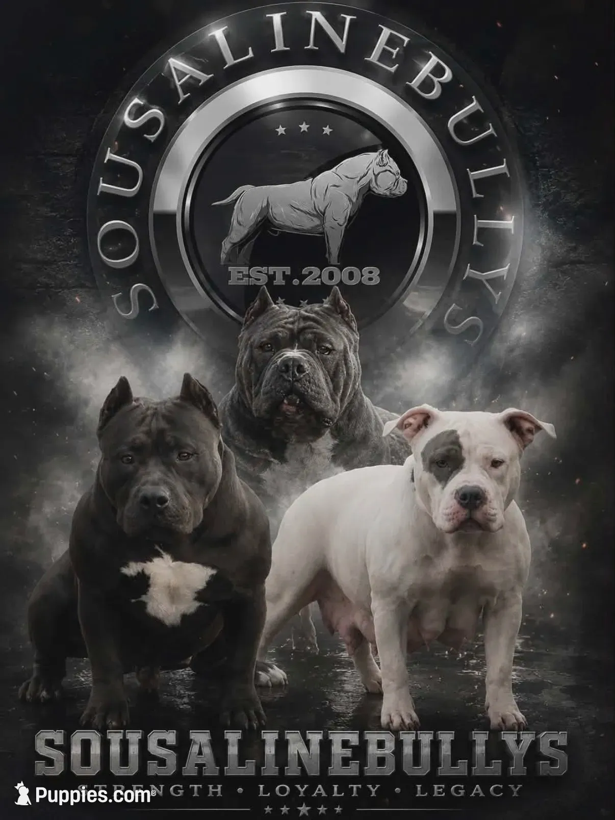 Female 1 , a female American Bully for sale in New Bedford, MA – 2 of 2