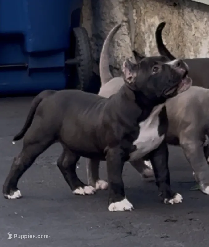 Male puppy one – American Bully puppy for sale in New Bedford, MA