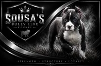 Male pup 1 , a male American Bully for sale in New Bedford, MA – 1 of 3