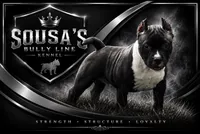 Female 1 , a female American Bully for sale in New Bedford, MA – 1 of 2