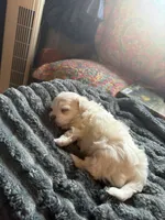 Sassy, a female Maltese and Shih Tzu for sale in Mount Airy, NC – 2 of 3