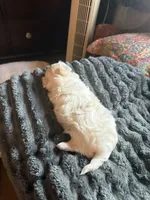 Sassy, a female Maltese and Shih Tzu for sale in Mount Airy, NC – 1 of 3