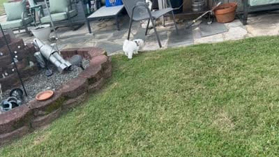 Bo, a male Maltese and Shih Tzu for sale in Mount Airy, NC – 8 of 8