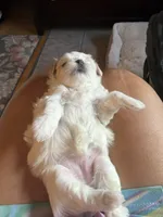 Anna, a female Maltese and Shih Tzu for sale in Mount Airy, NC – 1 of 3