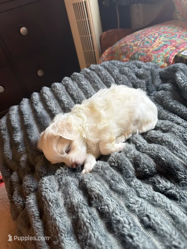 Bo – Maltese, Shih Tzu puppy on hold in Mount Airy, NC