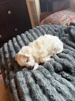 Bo, a male Maltese and Shih Tzu for sale in Mount Airy, NC – 1 of 4