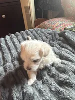 Sassy, a female Maltese and Shih Tzu for sale in Mount Airy, NC – 3 of 3