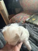 Bo, a male Maltese and Shih Tzu for sale in Mount Airy, NC – 2 of 4