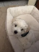 Bo, a male Maltese and Shih Tzu for sale in Mount Airy, NC – 5 of 8