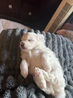 Bo, a male Maltese and Shih Tzu for sale in Mount Airy, NC – 4 of 4