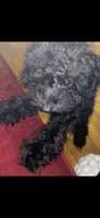 Michael , a male Poodle - Toy  for sale in Chicago, IL – 6 of 6