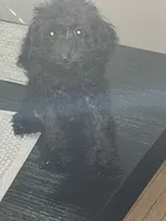 Michael , a male Poodle - Toy  for sale in Chicago, IL – 5 of 6