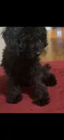 Michael , a male Poodle - Toy  for sale in Chicago, IL – 4 of 6