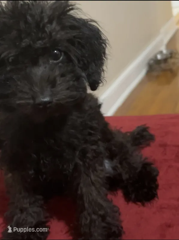 Michael  – Poodle - Toy  puppy for sale in Chicago, IL