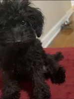 Michael , a male Poodle - Toy  for sale in Chicago, IL – 1 of 6