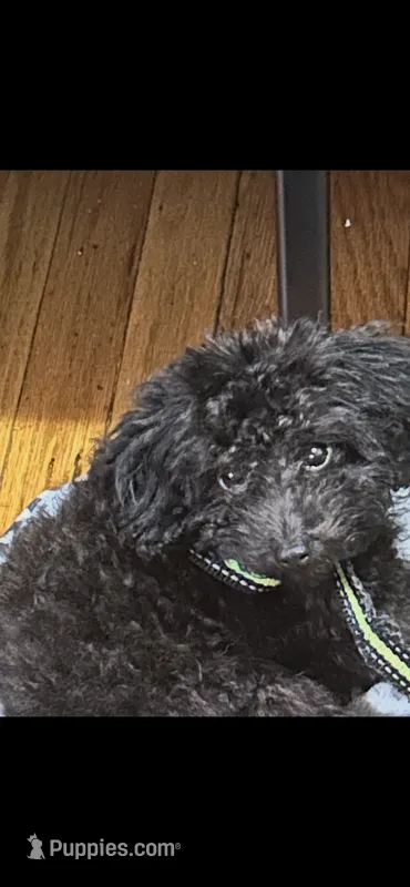 Michael  – Poodle - Toy  puppy for sale in Chicago, IL