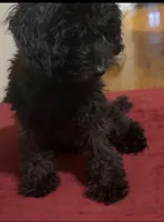 Michael , a male Poodle - Toy  for sale in Chicago, IL – 2 of 6