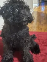 Michael , a male Poodle - Toy  for sale in Chicago, IL – 3 of 6