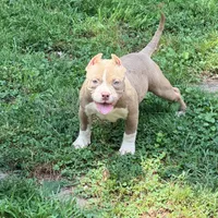 Princess , a female American Bully for sale in Cincinnati, OH – 2 of 6
