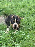 Nightly , a female American Bully for sale in Cincinnati, OH – 4 of 7