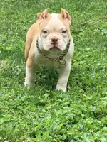 Pie , a female American Bully for sale in Cincinnati, OH – 2 of 6