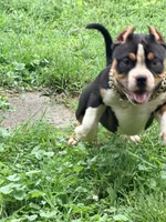 Nightly , a female American Bully for sale in Cincinnati, OH – 3 of 7