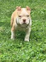 Pie , a female American Bully for sale in Cincinnati, OH – 4 of 6