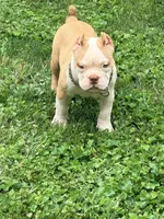 Pie , a female American Bully for sale in Cincinnati, OH – 3 of 6