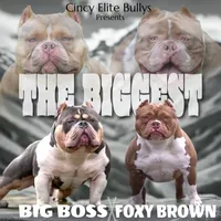 Princess , a female American Bully for sale in Cincinnati, OH – 5 of 6
