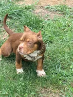 Coco, a female American Bully for sale in Cincinnati, OH – 5 of 7
