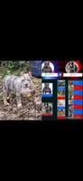 Thanos , a male American Bully for sale in Cincinnati, OH – Photo 2 of 3