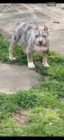 Thanos , a male American Bully for sale in Cincinnati, OH – Photo 3 of 3