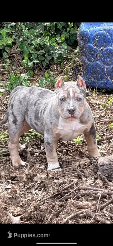 Thanos  – American Bully puppy for sale in Cincinnati, OH