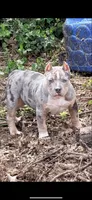 Thanos , a male American Bully for sale in Cincinnati, OH – Photo 1 of 3