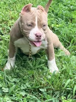 Princess , a female American Bully for sale in Cincinnati, OH – 3 of 6