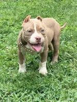 Princess , a female American Bully for sale in Cincinnati, OH – 4 of 6