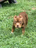 Coco, a female American Bully for sale in Cincinnati, OH – 2 of 7