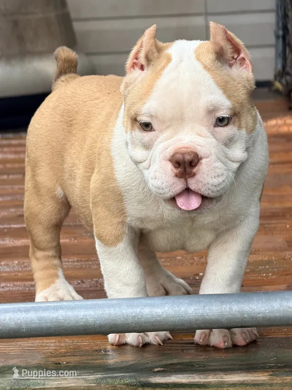 Pie  – American Bully puppy for sale in Cincinnati, OH