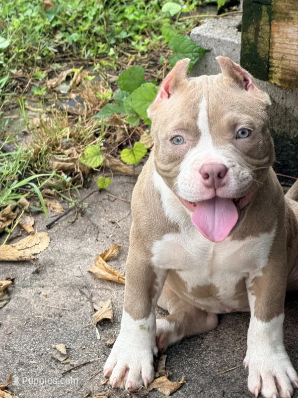 Princess  – American Bully puppy for sale in Cincinnati, OH