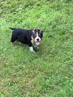 Nightly , a female American Bully for sale in Cincinnati, OH – 5 of 7