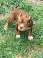 Coco, a female American Bully for sale in Cincinnati, OH – 3 of 7