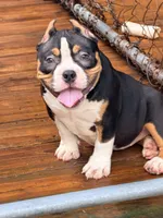 Nightly , a female American Bully for sale in Cincinnati, OH – 2 of 7