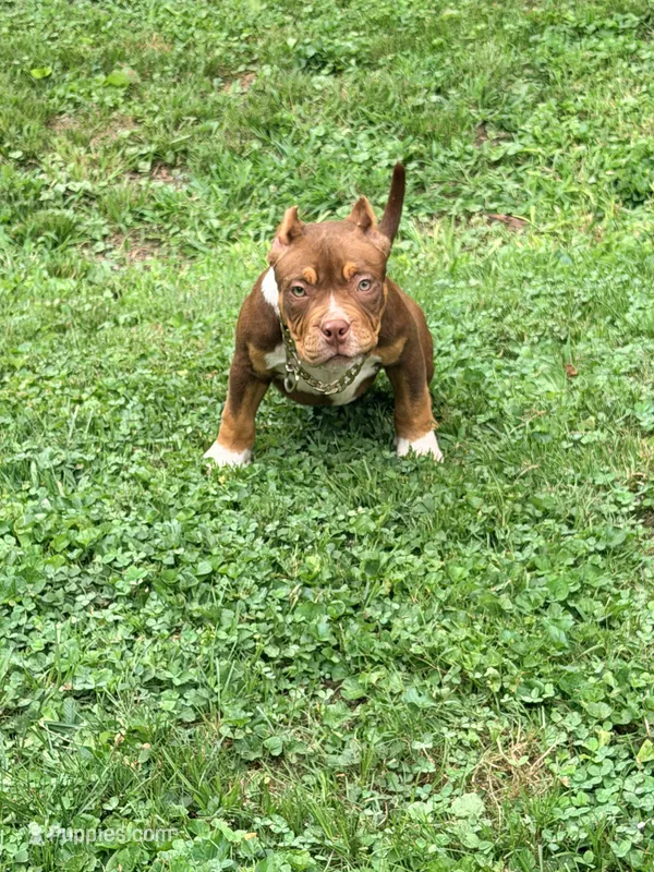 Coco – American Bully puppy for sale in Cincinnati, OH