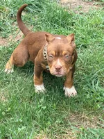 Coco, a female American Bully for sale in Cincinnati, OH – 4 of 7