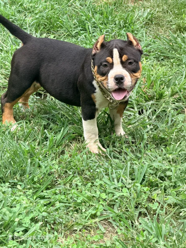 Nightly  – American Bully puppy for sale in Cincinnati, OH